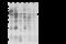 Mitogen-Activated Protein Kinase 9 antibody, 10745-MM01, Sino Biological, Western Blot image 