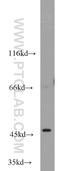 POU Class 3 Homeobox 1 antibody, 18997-1-AP, Proteintech Group, Western Blot image 