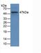 CD40 Ligand antibody, abx131772, Abbexa, Western Blot image 