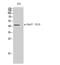 Cell Division Cycle 37 antibody, A02169S13-1, Boster Biological Technology, Western Blot image 