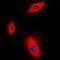 Granzyme A antibody, orb382474, Biorbyt, Immunofluorescence image 
