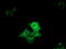 Cytoplasmic dynein 1 light intermediate chain 1 antibody, TA501509, Origene, Immunofluorescence image 
