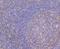 CUGBP Elav-Like Family Member 1 antibody, NBP2-75457, Novus Biologicals, Immunohistochemistry paraffin image 