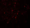 Neurogenin 2 antibody, 7091, ProSci, Immunofluorescence image 