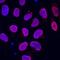 Quiescin Sulfhydryl Oxidase 1 antibody, BAF2018, R&D Systems, Immunofluorescence image 