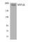 Myosin Light Chain Kinase antibody, LS-C200246, Lifespan Biosciences, Western Blot image 