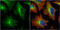 Histamine Receptor H2 antibody, GTX108152, GeneTex, Immunofluorescence image 
