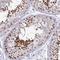 DNA Polymerase Beta antibody, NBP2-38600, Novus Biologicals, Immunohistochemistry frozen image 