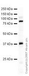 Histone Cell Cycle Regulator antibody, ab20655, Abcam, Western Blot image 