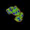 Mindbomb E3 Ubiquitin Protein Ligase 1 antibody, NBP2-61864, Novus Biologicals, Immunofluorescence image 