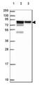 EWS RNA Binding Protein 1 antibody, NBP2-49020, Novus Biologicals, Western Blot image 