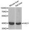 Hydroxyacid Oxidase 1 antibody, LS-B15419, Lifespan Biosciences, Western Blot image 