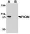 Gamma-Secretase Activating Protein antibody, A09313, Boster Biological Technology, Western Blot image 