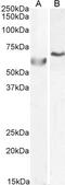 DNA Polymerase Lambda antibody, 46-207, ProSci, Western Blot image 