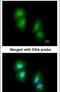 Regulator Of G Protein Signaling 13 antibody, PA5-22291, Invitrogen Antibodies, Immunofluorescence image 