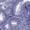 Copine 4 antibody, HPA078300, Atlas Antibodies, Immunohistochemistry frozen image 