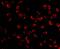 P21 (RAC1) Activated Kinase 5 antibody, A31791, Boster Biological Technology, Immunofluorescence image 