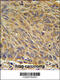 CD99 Molecule Like 2 antibody, 61-953, ProSci, Immunohistochemistry paraffin image 