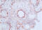 MCP antibody, AM32958PU-N, Origene, Immunohistochemistry frozen image 
