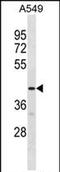 G Protein-Coupled Receptor 52 antibody, PA5-72133, Invitrogen Antibodies, Western Blot image 