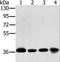 PDZ And LIM Domain 1 antibody, LS-C405235, Lifespan Biosciences, Western Blot image 