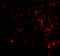 Plexin Domain Containing 1 antibody, 4341, ProSci, Immunofluorescence image 