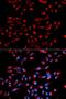 Complement C1q Binding Protein antibody, orb135150, Biorbyt, Immunofluorescence image 