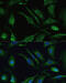 Interleukin 18 antibody, 16-736, ProSci, Immunofluorescence image 