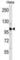 Cullin 1 antibody, abx028739, Abbexa, Western Blot image 