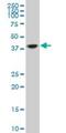 Transcription Elongation Factor A3 antibody, H00006920-M07, Novus Biologicals, Western Blot image 