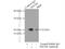 Programmed Cell Death 6 antibody, 12303-1-AP, Proteintech Group, Immunoprecipitation image 