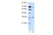 Proprotein Convertase Subtilisin/Kexin Type 6 antibody, 27-491, ProSci, Enzyme Linked Immunosorbent Assay image 