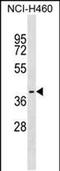 Postacrosomal sheath WW domain-binding protein antibody, PA5-48895, Invitrogen Antibodies, Western Blot image 