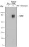 Signaling Lymphocytic Activation Molecule Family Member 1 antibody, MAB1642, R&D Systems, Western Blot image 