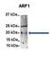 ADP Ribosylation Factor 1 antibody, orb330535, Biorbyt, Immunoprecipitation image 