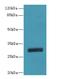 Putative transcription factor Ovo-like 1 antibody, LS-C397099, Lifespan Biosciences, Western Blot image 