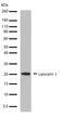 Lipocalin 1 antibody, 710406, Invitrogen Antibodies, Western Blot image 