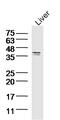 NAD-dependent ADP-ribosyltransferase sirtuin-4 antibody, GTX51798, GeneTex, Western Blot image 