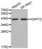 H2A Histone Family Member Y2 antibody, LS-C332579, Lifespan Biosciences, Western Blot image 
