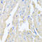 Motilin antibody, A01292, Boster Biological Technology, Immunohistochemistry frozen image 