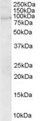 Rho Guanine Nucleotide Exchange Factor 4 antibody, LS-C54531, Lifespan Biosciences, Western Blot image 