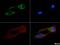 Transcription Factor A, Mitochondrial antibody, NBP1-71648, Novus Biologicals, Immunofluorescence image 