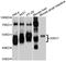 WD40 repeat-containing protein SMU1 antibody, A9110, ABclonal Technology, Western Blot image 