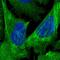 Caldesmon 1 antibody, HPA008066, Atlas Antibodies, Immunofluorescence image 