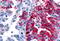 Adhesion G Protein-Coupled Receptor D1 antibody, MBS244802, MyBioSource, Immunohistochemistry frozen image 