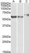Purinergic Receptor P2X 4 antibody, MBS422225, MyBioSource, Western Blot image 