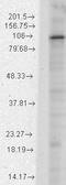 Hyperpolarization-activated cation channel 2 antibody, LS-B6436, Lifespan Biosciences, Western Blot image 