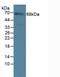 IL-23 receptor antibody, LS-C373300, Lifespan Biosciences, Western Blot image 