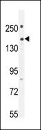 Pleckstrin Homology And RhoGEF Domain Containing G1 antibody, LS-C163748, Lifespan Biosciences, Western Blot image 