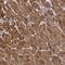 Leucine Rich Repeat Containing 75B antibody, HPA002540, Atlas Antibodies, Immunohistochemistry frozen image 